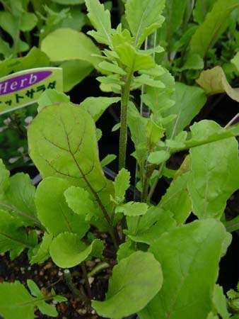 Rocket Seeds ~ Eruca sativa Seeds ~ Herbs
