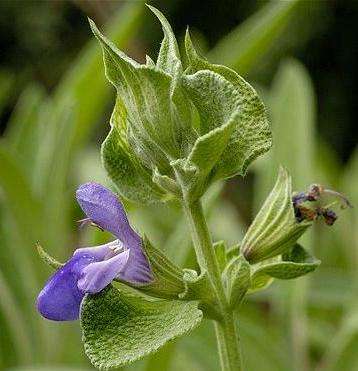 Sage Seeds ~ Salvia officinalis Seeds ~ Herbs
