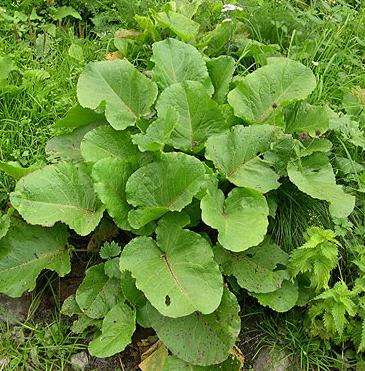 10 Sorrel Seeds ~ Rumex acetosa Seeds ~ Herbs