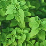 20 Marjoram Seeds ~ Origanum majorana Seeds ~ Herbs