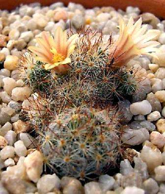 20 Mammillaria prolifera ssp prolifera Cactus Seeds - Succulents