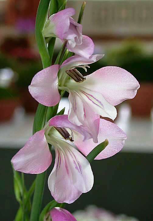 Babiana nana Seeds - Indigenous Bulbs Seeds