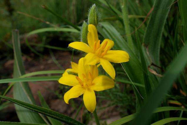 Hypoxis hemerocallidea Seeds ~ African potato Seeds ~ Indigenous Medicinal Bulbs Seeds