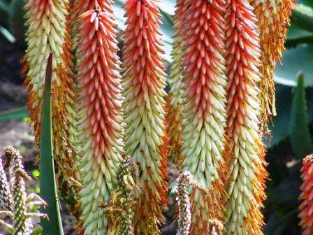 20 Aloe candelabrum Seeds ~ Indigenous Succulents