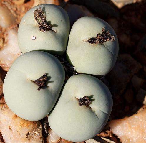 Conophytum calculus Seeds - Indigenous South African Native Mesemb Succulents