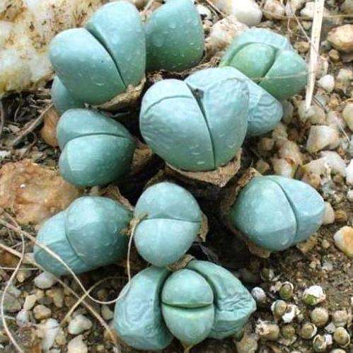 Oophytum nanum Seeds - Indigenous Succulents