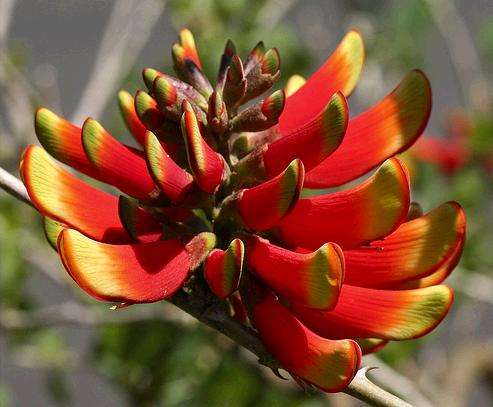 Erythrina acanthocarpa Tree Seeds ~ Tamboekiedoring, Rare Tambookie Thorn Shrub Seeds - Indigenous
