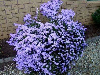 Felicia filifolia Seeds ~ Fine-leaved Felicia, Wild Aster - Indigenous Frost Hardy