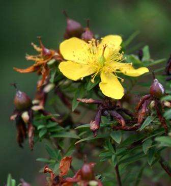 Hypericum revolutum Seeds ~ Curry Bush Seeds - Indigenous Shrub