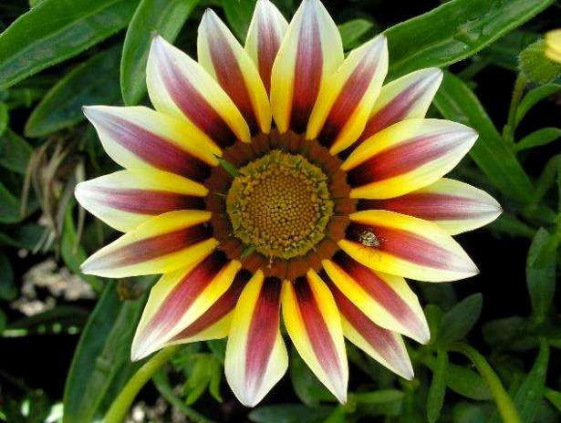 Gazania Mixed Hybrid Seeds