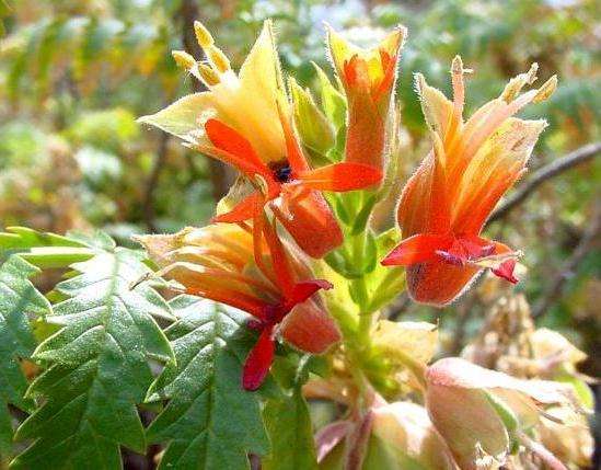 Melianthus comosus Seeds ~ Kruidjie-roer-my-nie, Touch-me-not, Honey Flower - Indigenous