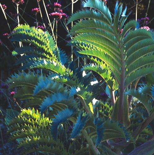 Melianthus major Seeds ~ Kruidjie-roer-my-nie, Touch-me-not, Large Honey Flower - Indigenous