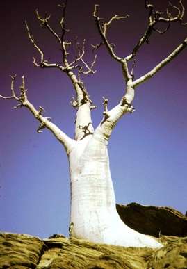 Moringa ovalifolia Tree Seeds ~ Phantom Tree, Ghost tree, Sprokiesboom - Indigenous