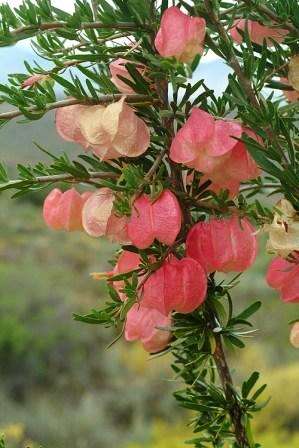 10 Nymania capensis Seeds ~ Chinese lanterns; Klapperbos - Indigenous Shrub