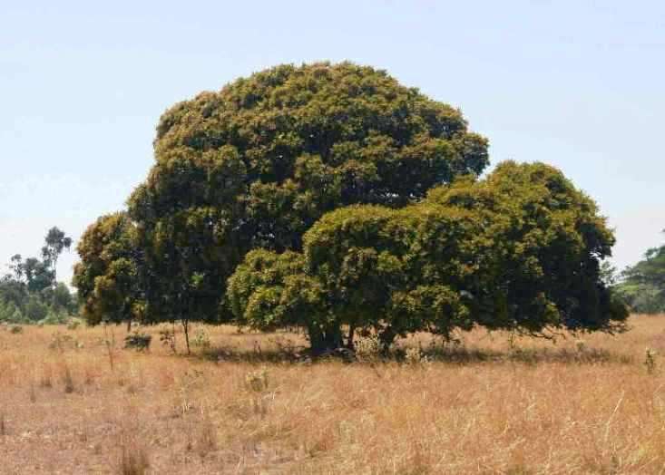 10 Parinari curatellifolia Tree Seeds ~ Mobola-plum/Cork tree/Hissing tree - Indigenous Edible Fruit