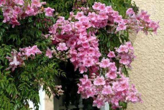Podranea ricasoliana Seeds ~ Port St Johns Creeper - Indigenous Evergreen Climber