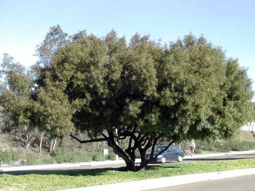 Rhus lancea Tree Seeds ~ Karee or Rooikaree - Indigenous - Frost Hardy - Evergreen
