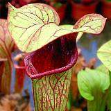 Sarracenia oreophila Seeds ~ CarnivorousGreen Pitcher Plant Seeds