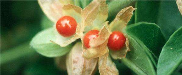 10 Withania somnifera Seeds -  Indian ginseng, Winter cherry - Medicinal Psychoactive Fruit Frost