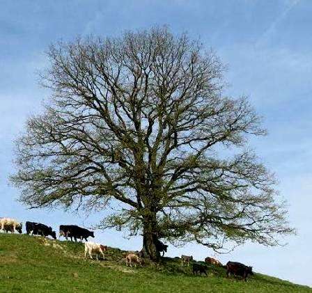 Quercus robur Seeds - English Oak Tree