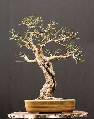 20 Quercus robur Bonsai Seeds - English Oak Tree