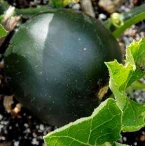 10 Squash 'Rolet' Vegetable Seeds ~ Cucurbita pepo 'Rolet' Seeds