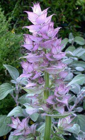 Clary Sage Seeds ~ Salvia sclarea Seeds ~ Herbs