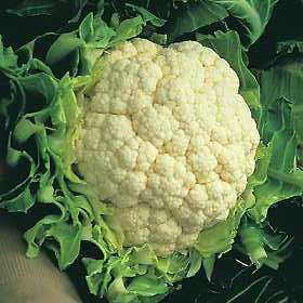 10 Cauliflower Vegetable Seeds ~ Brassica oleracea Seeds