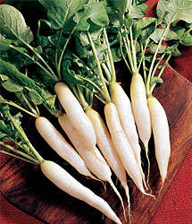 White Radish Vegetable Seeds ~ Raphanus sativus Seeds