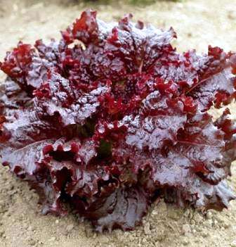 20 Red Lettuce Vegetable Seeds ~ Lactuca sativa Seeds
