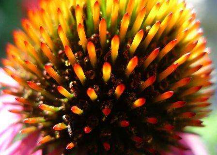 30 Echinacea Seeds - Rudbeckia purpurea ~ Indigenous Medicinal Herbs