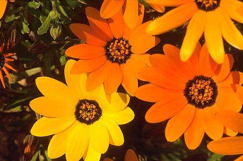 50 African Daisy Mixed Colours Seeds (Sow Autumn - Winter) Dimorphotheca aurantiaca - Indigenous