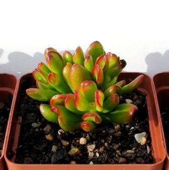 Crassula cv. Gollum Plants - Gollum Jade - Shrek Ear Live Succulent Plants