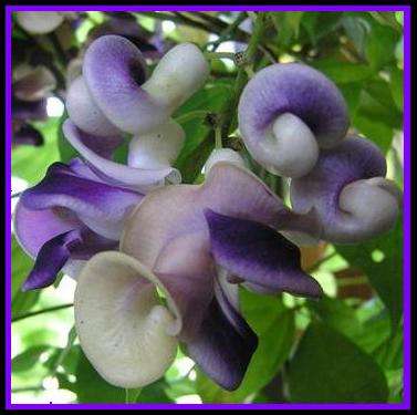 20 Corkscrew vine or Snail Flower vine ~ Vigna caracalla Seeds + GIFTS - Creeper Climber