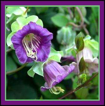 Cup & Saucer Vine Seeds ~ Cobea scandens Seeds - Exotic Vine Seeds