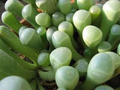 20 Fenestraria rhopalophylla ssp. aurantiaca Seeds - Indigenous Succulents