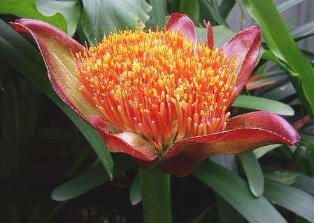 10 Scadoxus puniceus Seeds - Blood Lily, Paintbrush Lily or Snake Lily