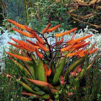 10 Aloe marlothii Seeds - Attracts sunbirds - Indigenous Succulents