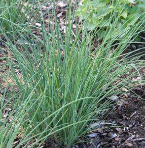 Chinese Garlic Chives Seeds ~ Allium tuberosum Seeds ~ Culinary Herbs