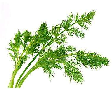 40 Dill Seeds ~ Anethum graveolens Seeds ~ Herbs