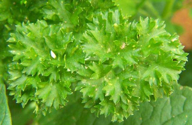 Parsley Moss Curled Seeds ~ Petroselinum crispum Seeds ~ Herbs