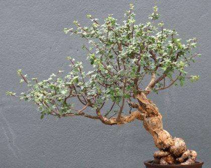 Elephant Tree Bonsai Seeds (Bursera fagaroides) - Fragrant Bursera