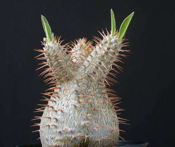 Pachypodium rosulatum v. gracilis Seeds - Succulents