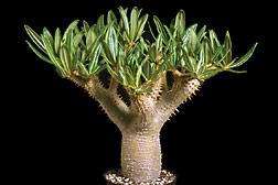 10 Pachypodium rosulatum v. gracilis Seeds - RARE Succulents