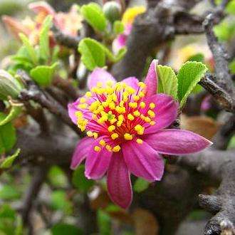 Grewia robusta, Karoo Cross-Berry Tree Seeds