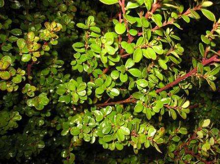 Myrsine africana, Cape myrtle, African boxwood Tree Seeds