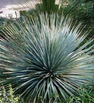 20 Blue Leaved Dasylirion Seeds - Dasylirion glaucophyllum Seeds