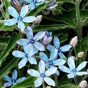 20 Blue Star or Blue Flowered Milkweed Vine Seeds ~ Tweedia caerulea Seeds - Exotic Vine Seeds