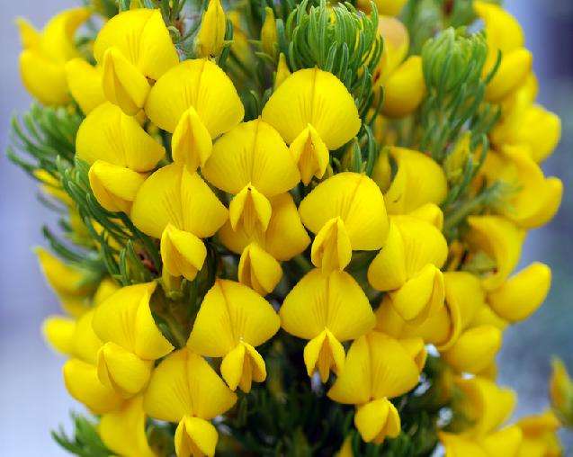 Honeybush Tea Seeds - Cyclopia pubescens - Indigenous - Buy Seeds For Shrubs From South Africa