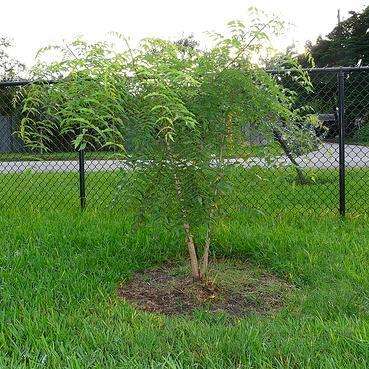 Kirkia acuminata, White Seringa Tree Seeds - Indigenous South African Native Tree Seeds For Sale